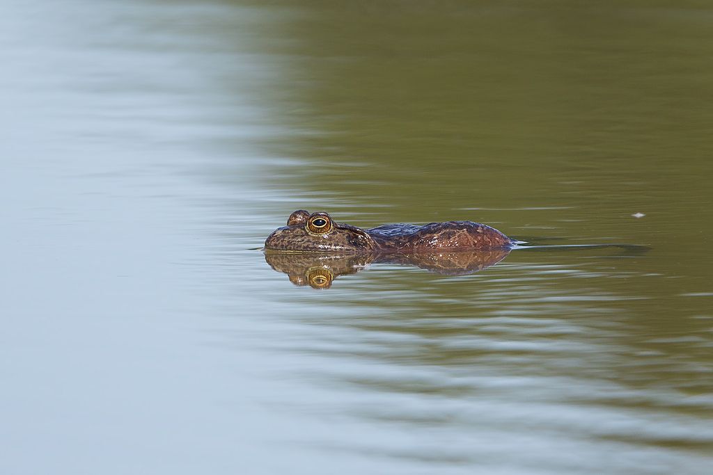 Rana toro (Lithobates catesbeianus )